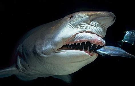 科普︱世界十二大凶猛鲨鱼排名，大白鲨竟然仅排第二！