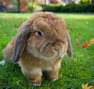 Image result for Holland Lop Rabbit White with Blue Eyes