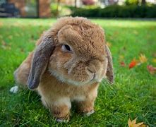 Image result for Holland Lop Merchandise