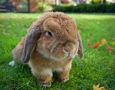 Image result for Baby Mini Lop Bunnies White Blue Eyes