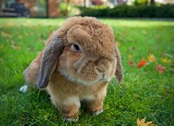 Image result for Miniature Holland Lop Rhode Island