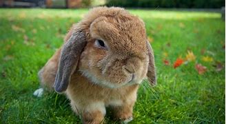 Image result for Mini Lop Rabbit Drawing