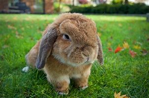 Image result for Brown Holland Lop Bunny