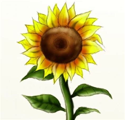 Steps To Draw A Sunflower at Robyn Morgan blog