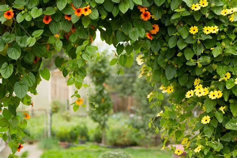 Garden Vines | Fasci Garden