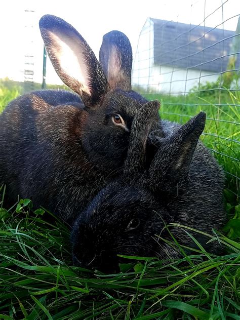 Silver Fox rabbit Rabbits For Sale | Palmyra, MI #286436