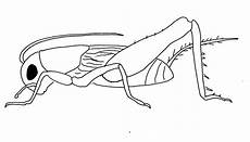 malvorlagen insekten gratis insekten malvorlagen malvorlagen1001 de malvorlagen insekten gratis insekten malvorlagen malvorlagen1001 de