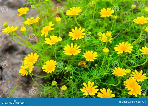 Daisy yellow flowers stock photo. Image of freshness - 38856084