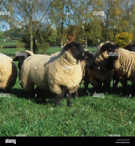 Suffolk ewe lambs on grass in autumn Hereford Stock Photo - Alamy