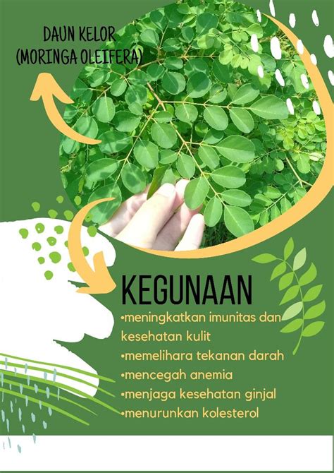 manfaat daun kelor buat ibu hamil