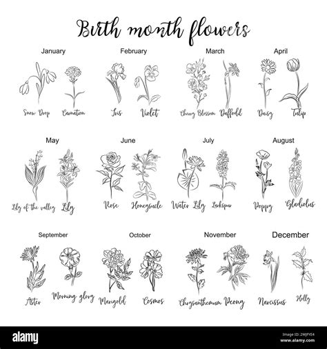 Birth month flowers chart line art drawings Stock Vector Image & Art ...