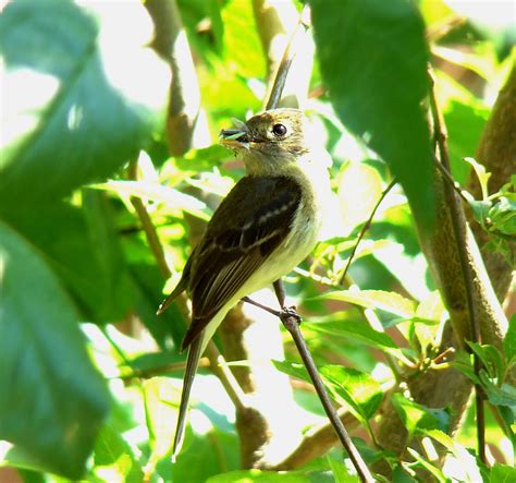 Pictures and information on Pacific-slope Flycatcher