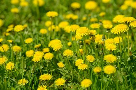 Dandelions: How to Get Rid of Them, Control Them, and What to Do With ...