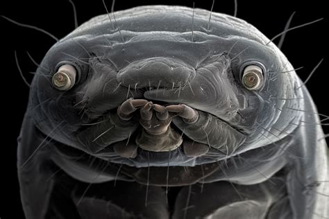 Caterpillar Under A Microscope