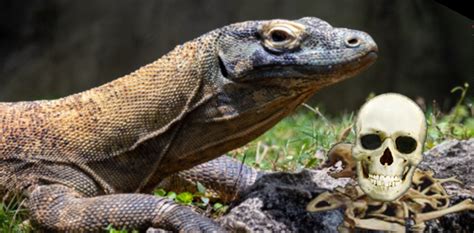 Do Komodo Dragons Eat People?
