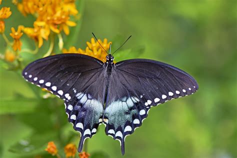 How to Attract a Spicebush Swallowtail Butterfly - Birds and Blooms