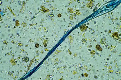 Microbiology Lab Microscope 的图像结果