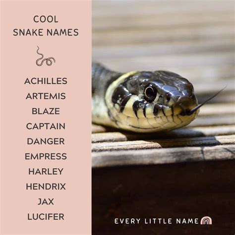 300+ Best Snake Names (Cute, Cool, and Hiss-terical) - Every Little Name