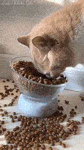 Image result for Webhook Example Python