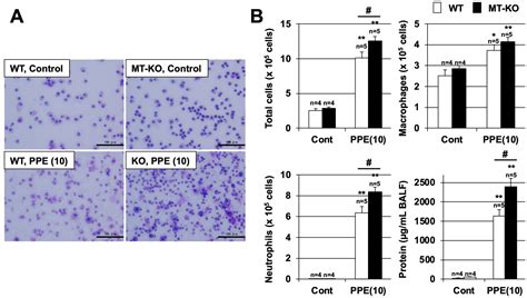 Exacerbation of Elastase-Induced Emphysema via Increased Oxidative ...