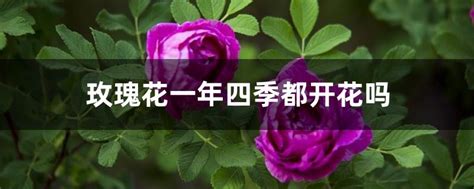 玫瑰花期是几月 —【发财农业网】