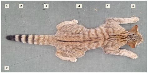Spatial Ecology and Diel Activity of European Wildcat (Felis silvestris ...