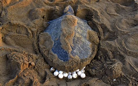 How Many Eggs Can A Sea Turtle Lay