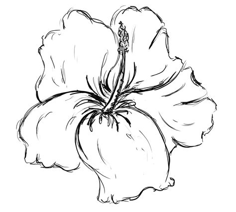 How To Draw A Hawaiian Flower Step By ... | Hibiscus flower drawing ...