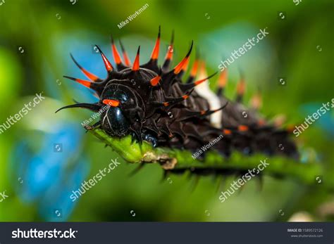 93 Battus Caterpillars Images, Stock Photos & Vectors | Shutterstock