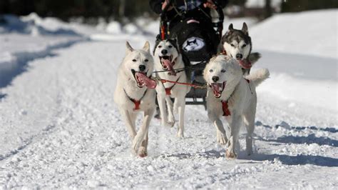Dog Sledding in Michigan- Where to Experience It This Winter