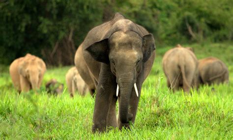 Asian Elephant | Sean Crane Photography