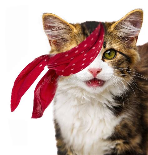 Funny cat - pirate stock image. Image of kitty, maine - 43520623