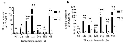 Physiological and Gene Expression Analysis of Herbaceous Peony ...