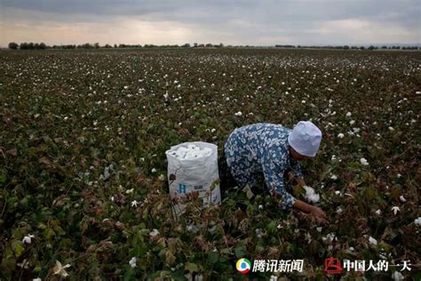 曾经的新疆“拾花客”：采棉两个月，收入等于在老家干半年_腾讯新闻