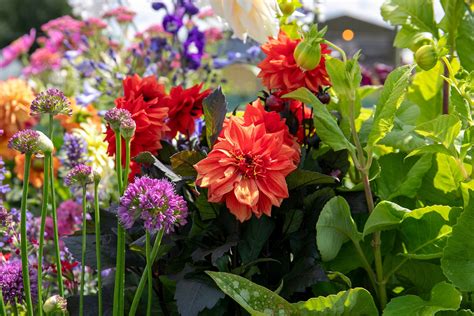 Summer Bulbs | Buy Summer Flowering Bulbs UK | Summer Bulbs For Sale ...