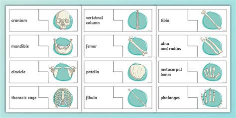 Bones of the Body Matching Puzzle - Twinkl - KS2 Science