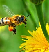 Image result for Good Morning Honey Bee