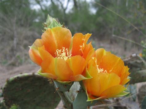 Wild Edible Texas: Prickly Pear Flowers