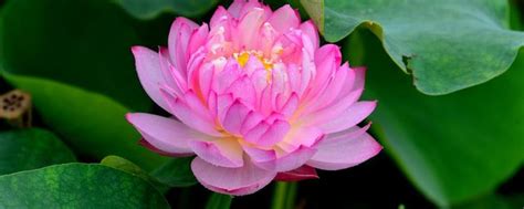 碗莲的种植方法 - 花百科