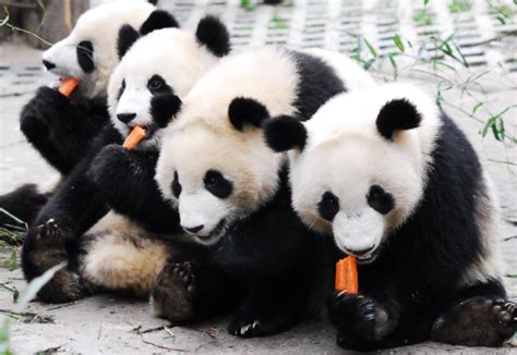 招聘大熊猫饲养员数百份简历零录取 需要相关农业学校毕业有较强的专业素养_母婴新闻网