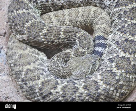 Western diamondback rattlesnake : The western diamondback rattlesnake ...