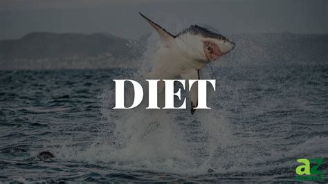 Great White Shark Eating Orcas Eat Great White Sharks—new Insights