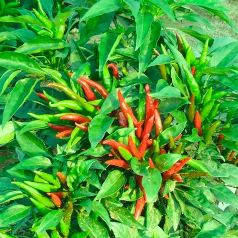 Grow Fresh, Homegrown Veggies! Buy Vegetable Seeds Online in India ...