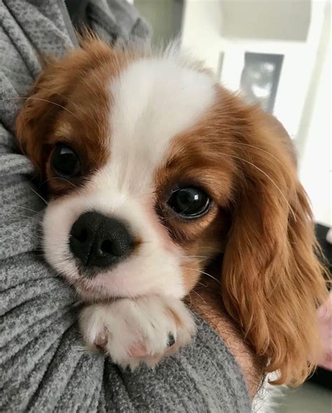 I don't know what name to give it🥺 : r/cute
