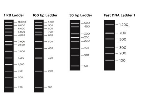 Dna Ladder Takara | Dna Marker Ladder – RUOR