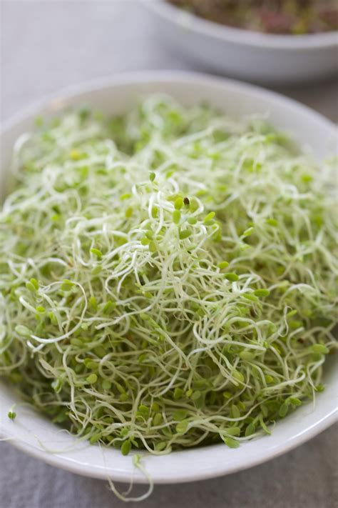 Your Step-by-Step Guide to Growing Sprouts at Home • Gardenary