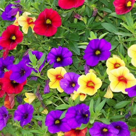 Buy Mixed Calibrachoa Seeds - Million Bells, Low-Growing Ornamental Flowers