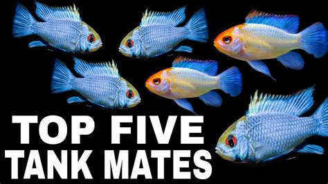 Image result for Cuba Outline