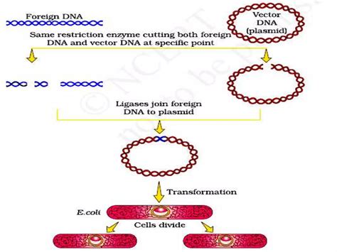 Biotechnology Process 的图像结果
