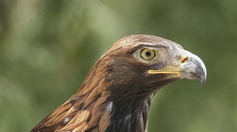 Golden Eagle | San Diego Zoo Animals & Plants